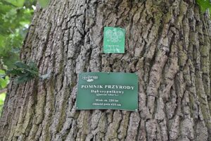 Czy pomniki przyrody są pod ochroną