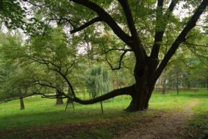 Drzewo jako pomnik przyrody na prywatnej działce