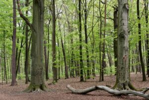 Najciekawsze pomniki przyrody w Polsce