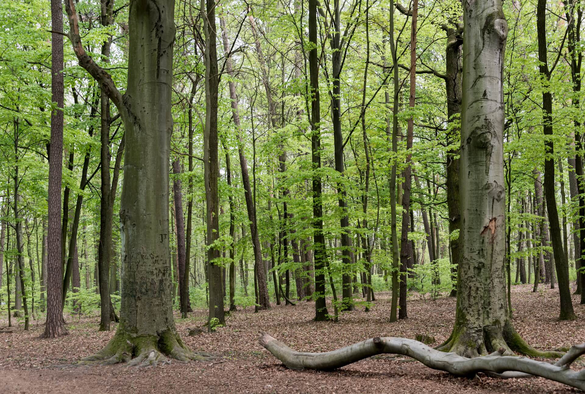 Najciekawsze pomniki przyrody w Polsce