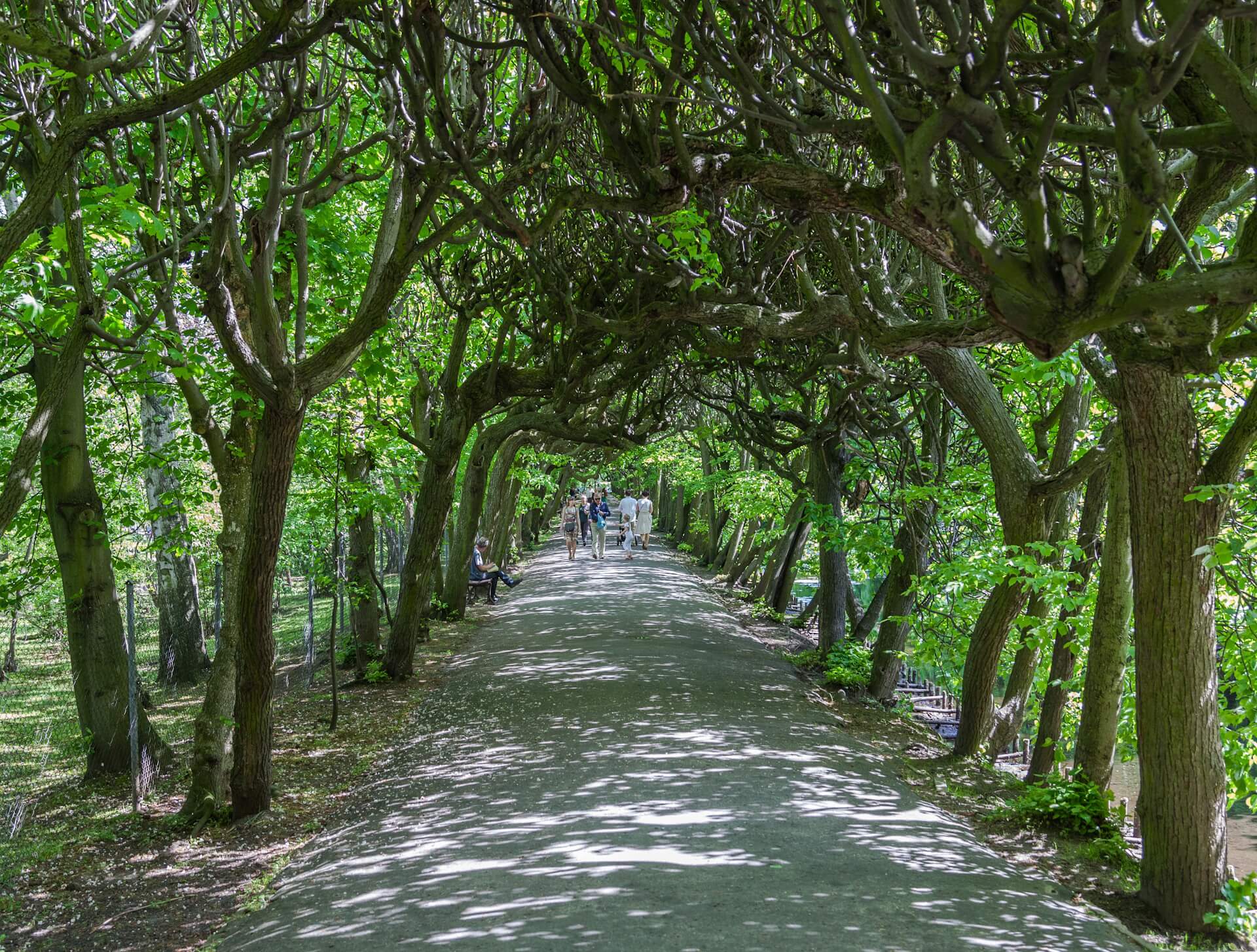 Najstarsze pomniki przyrody w Polsce