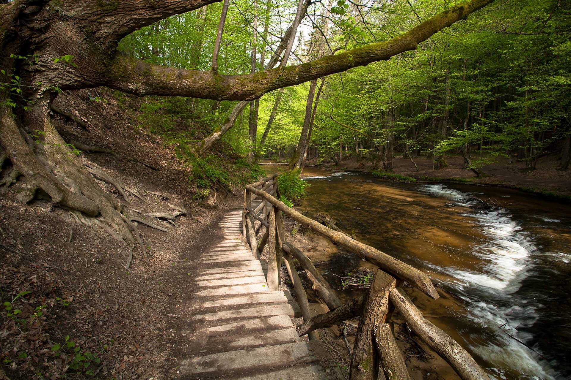 Rezerwat przyrody Nad Tanwią