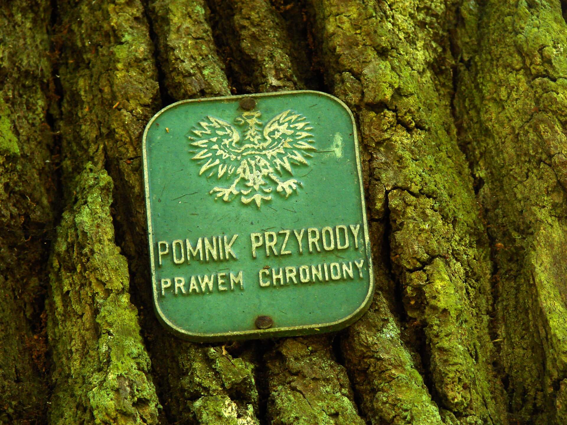 Jak wygląda tabliczka pomnik przyrody
